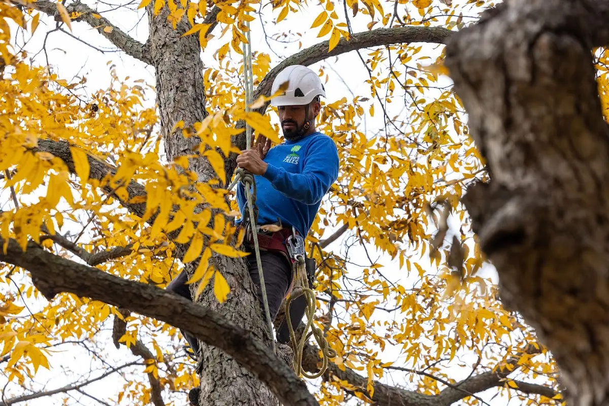 Skilled Tree Pruning crew working in Bedford